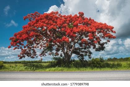 14,064 Flamboyant tree Images, Stock Photos & Vectors .